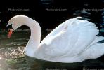 Swan, Oregon, ABWV01P14_04.1709