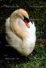 Swan, ABWV02P01_14.1709