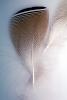 Single Feather, ABWV02P01_16