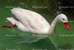 Swan, ABWV02P05_03.1709