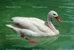 Swan, ABWV02P05_04.1709