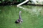 Black Swan, ABWV02P09_08