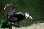 Black Swan, ABWV02P09_10
