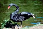 Black Swan, ABWV02P09_11.1709