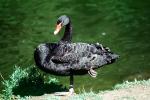 Black Swan, ABWV02P09_12