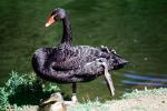 Black Swan, ABWV02P09_13
