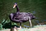 Black Swan, ABWV02P09_14