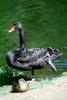 Black Swan, ABWV02P09_16