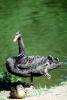 Black Swan, ABWV02P09_17
