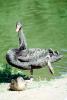 Black Swan, ABWV02P09_18