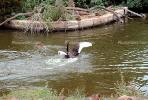 Black Swan, ABWV02P10_15.1709
