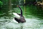 Black Swan, ABWV02P10_19