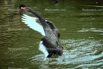 Black Swan, ABWV02P11_01.1709