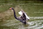 Black Swan, ABWV02P11_02.1709