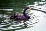 Black Swan, ABWV02P11_05