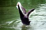 Black Swan, ABWV02P11_06