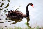 Black Swan, ABWV02P11_07.1709