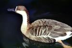 Swan Goose, ABWV02P13_11