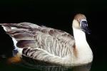 Swan Goose, ABWV02P13_13