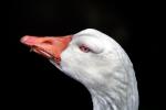 Goose Face, blue eyes, bill, beak, ABWV02P13_19B