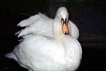 Swan, ABWV03P03_05