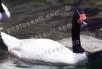 Black-Necked Swan, ABWV03P04_05