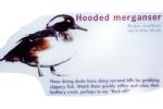 Hooded Merganser (Lophodytes cucullatus)