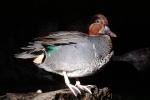 Green-winged Teal, (Anas crecca)