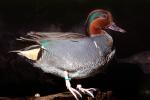 Green-winged Teal, (Anas crecca), ABWV03P06_04