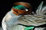 Green-winged Teal, (Anas crecca), ABWV03P06_05