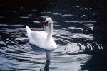 Swan on water, ripples, concentric rings, wave propagation, waves, Wavelets, ABWV03P07_17