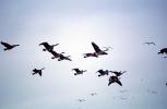 Flying Geese, ABWV03P07_19