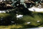 Duck, Swan