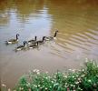 Swan, Muddy Waters