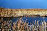 Duck, Wetlands