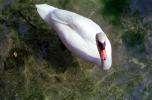 Swan, ABWV03P09_19