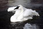 Swan, ABWV03P10_06
