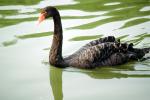 Black Swan, ABWV03P10_13