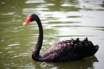 Black Swan, ABWV03P10_14