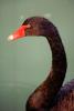 Black Swan, ABWV03P10_15