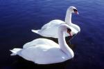 White Swans, ABWV03P10_19