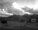 Cow on the Snake River Ranch, Teton Mountain Range, clouds, ACF66V01P10_12