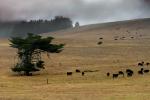 Cattle, Cows, Fields, Hills, Trees, Grass Field, near Fallon, Marin County, California, ACFD01_015