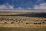 Sheep, Sonoma County, near Fallon, Cows, Fields, Hills, Trees, ACFD01_016