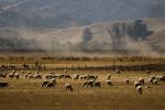 Sheep, Sonoma County, near Fallon, Cows, Fields, Hills, Trees, ACFD01_017