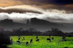 Cows, Cattle, Hills, Valley Ford, Bloomfield, Fog, Sonoma County, ACFD01_018
