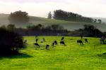 Cows, Cattle, Hills, Valley Ford, Bloomfield, Fog, Sonoma County, Grass Field, ACFD01_019