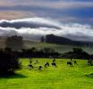 Cows, Cattle, Hills, Valley Ford, Bloomfield, Fog, Sonoma County, ACFD01_020