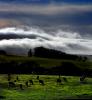 Cows, Cattle, Hills, Valley Ford, Bloomfield, Fog, Sonoma County, ACFD01_021