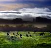 Cows, Cattle, Sonoma County, ACFD01_023